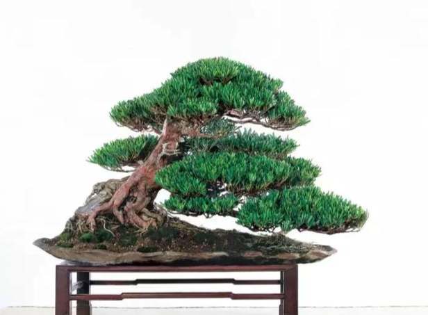 羅漢松木材用途 羅漢松木材用途