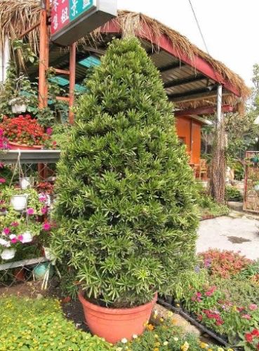 羅漢松種植耐陰 羅漢松種植耐陰