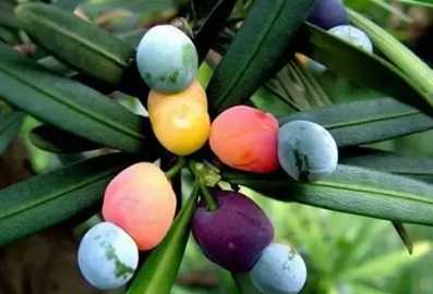 蘭嶼特有植物果實 蘭嶼特有植物果實