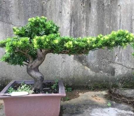 羅漢松養護技巧 羅漢松養護技巧