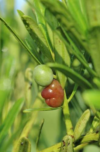 蘭嶼特有植物果實 蘭嶼特有植物果實