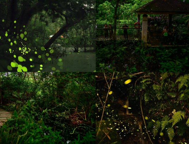螢火蟲季節台北