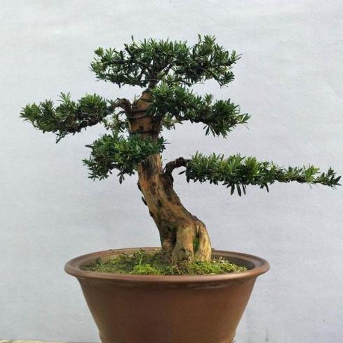 羅漢松養護技巧 羅漢松養護技巧