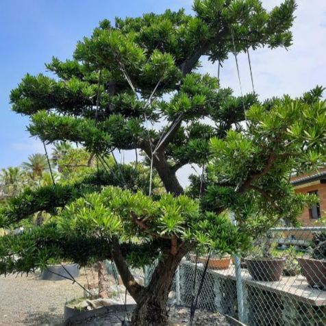 蘭嶼羅漢松照顧 蘭嶼羅漢松照顧