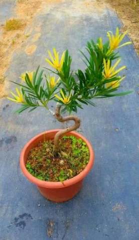 羅漢松肥料選擇 羅漢松肥料選擇