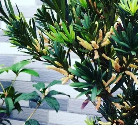 羅漢松肥料選擇 羅漢松肥料選擇