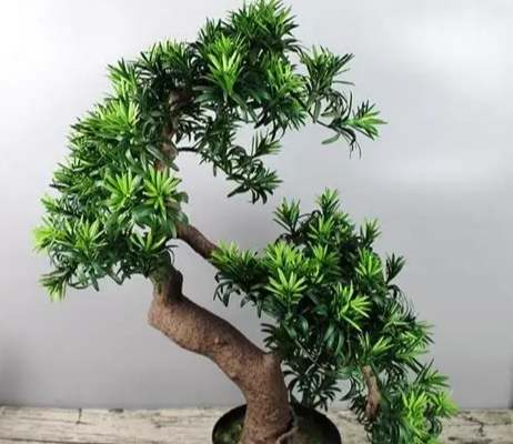 羅漢松樹幹養護 羅漢松樹幹養護