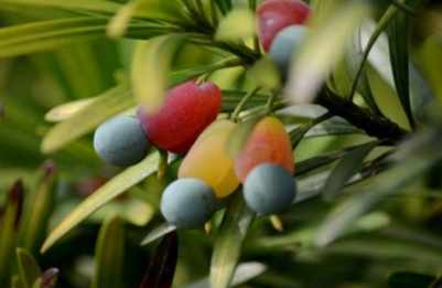 羅漢松果實用途 羅漢松果實用途