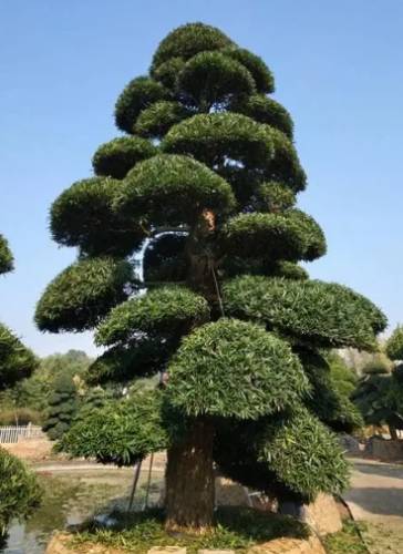 耐陰植物羅漢松 耐陰植物羅漢松