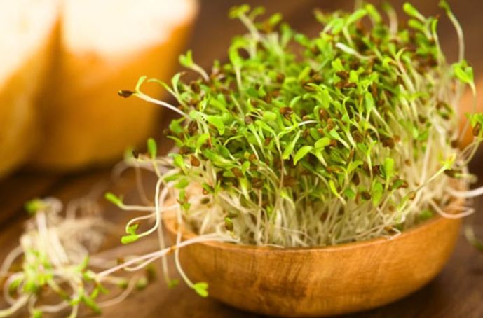 青花椰菜苗好處 青花椰菜苗好處