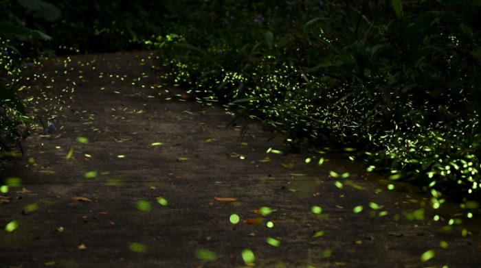 螢火蟲季節台北