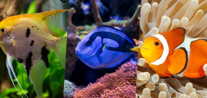 台灣常見海魚 台灣常見海魚