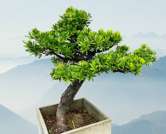 羅漢松養護方法 羅漢松養護方法