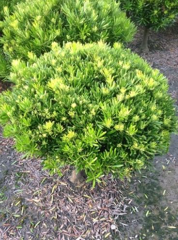 蘭嶼羅漢松日照需求