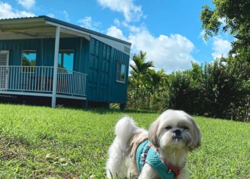 新北寵物友善民宿 新北寵物友善民宿