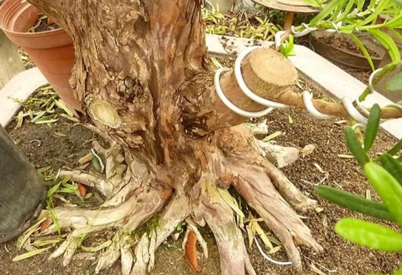 羅漢松嫁接方法 羅漢松嫁接方法