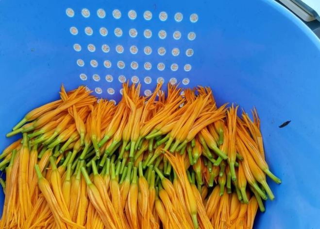 金針保存技巧 金針保存技巧