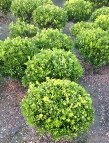 蘭嶼植物種植技巧