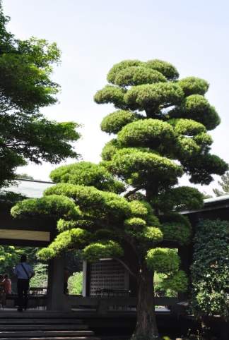 羅漢松種植 羅漢松種植