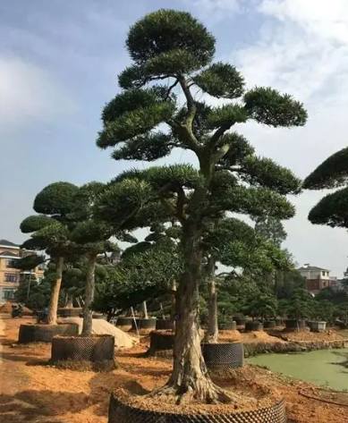 羅漢松養粗方法