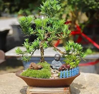 羅漢松養護技巧 羅漢松養護技巧