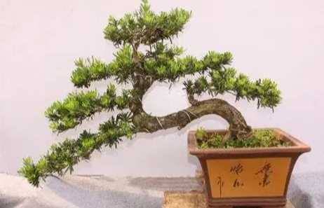 羅漢松冬天養護