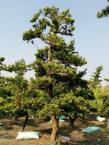 蘭嶼植物種植技巧