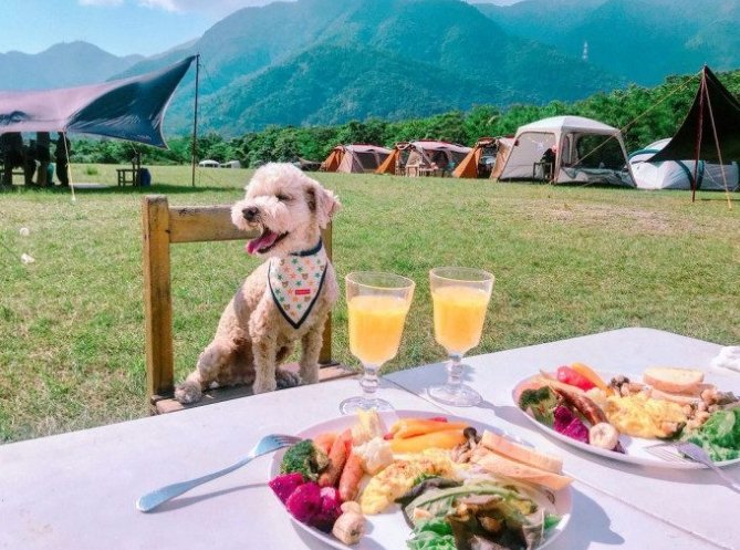 可帶寵物露營區推薦