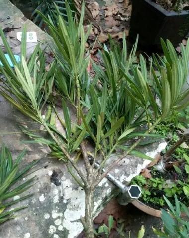 羅漢松繁殖技術 羅漢松繁殖技術