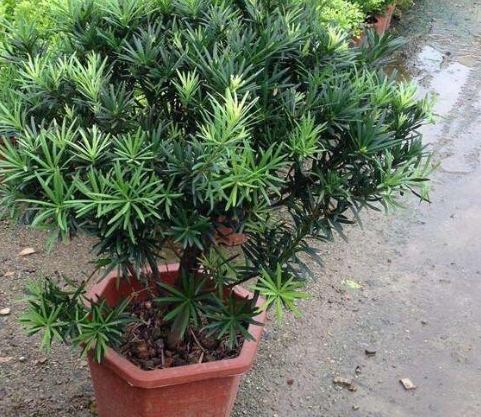 冬天羅漢松照顧