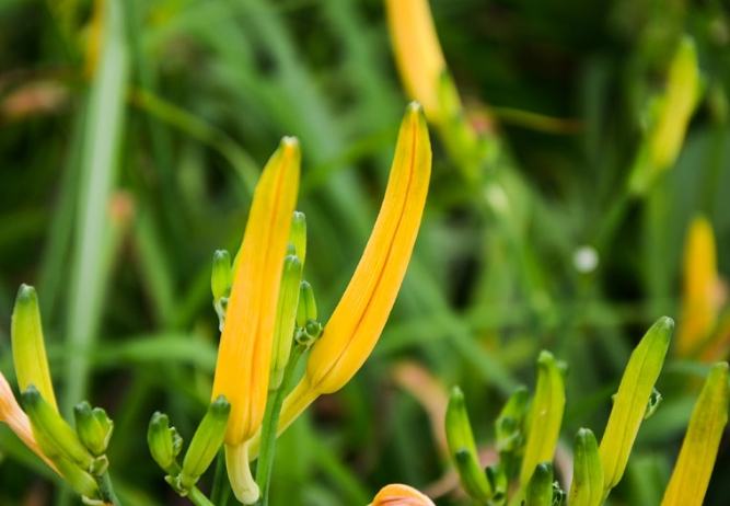 金針花中毒症狀 金針花中毒症狀