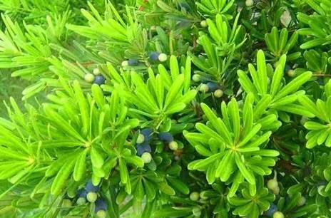 羅漢松冬天養護