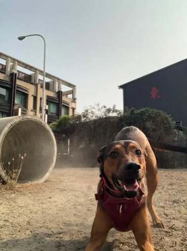 寵物旅館不關籠