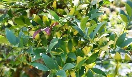 羅漢松冬季防寒