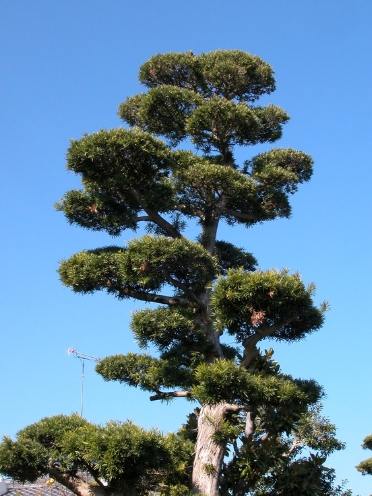 羅漢松養護技巧 羅漢松養護技巧