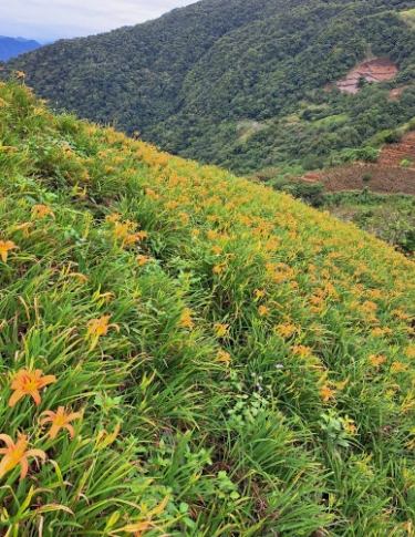 金針花湯變色原因