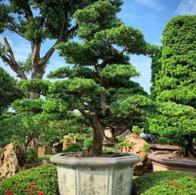 羅漢松光照管理