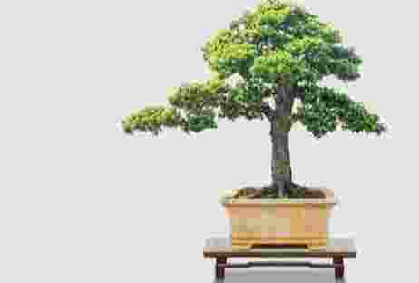 冬天羅漢松照顧