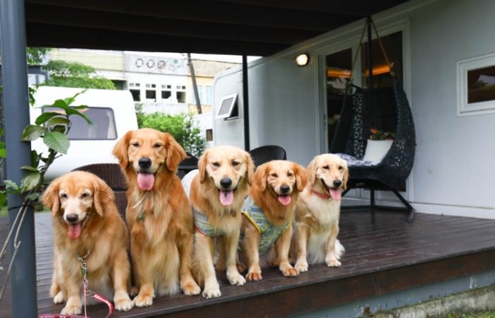 寵物友善露營 寵物友善露營