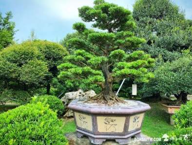 羅漢松園藝設計 羅漢松園藝設計