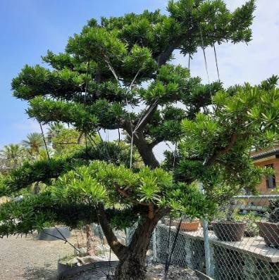 羅漢松養護技巧