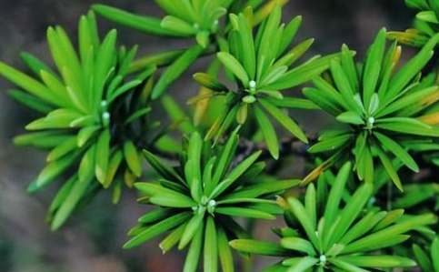 羅漢松冬天養護