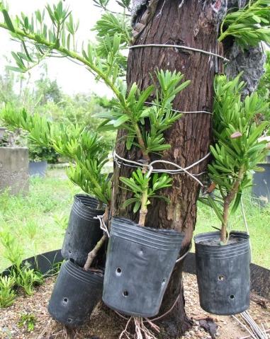 羅漢松繁殖技術 羅漢松繁殖技術