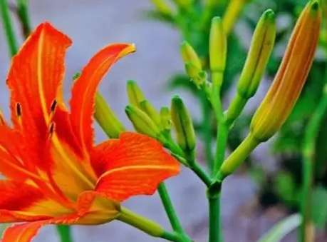 金針功效 金針功效