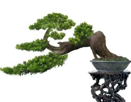 羅漢松繁殖技術 羅漢松繁殖技術