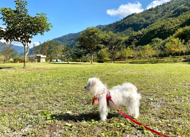 帶狗露營注意事項