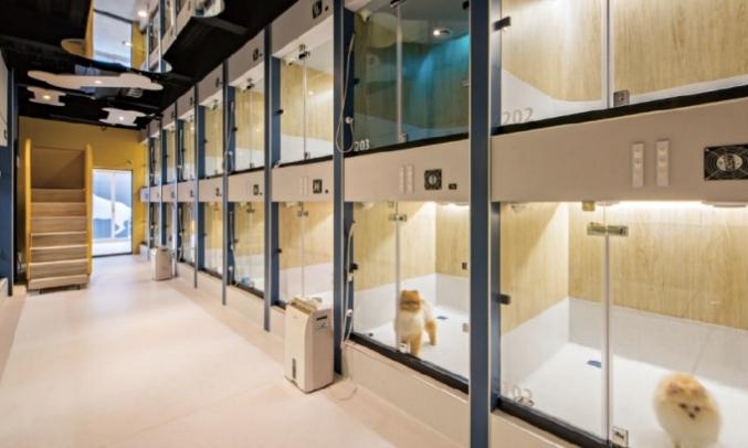 台中寵物旅館費用