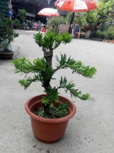 羅漢松栽培時間