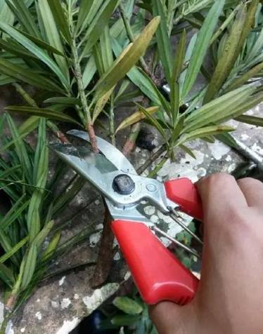 羅漢松嫁接方法 羅漢松嫁接方法