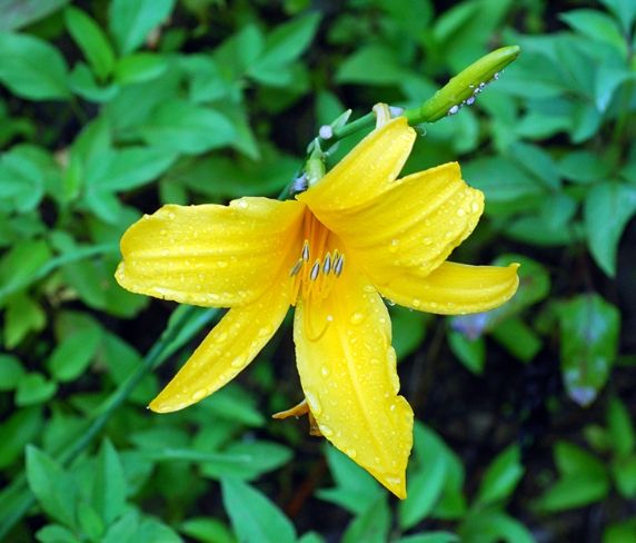 金針花中毒處理 金針花中毒處理